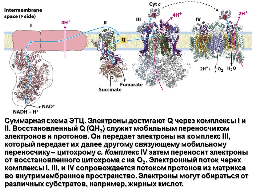 Суммарная схема ЭТЦ. Электроны достигают Q через комплексы I и II. Восстановленный Q (QH2)